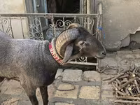 Sheep, Sheep — photo 2