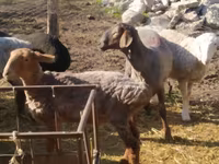 Ram, Sheep — photo 5