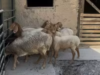 Қой, Arashan sheep — 3-сурет