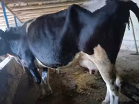 母牛, Russian Black pied cattle — 照片 3