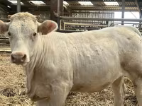 Сиыр, Charolais cattle — 1-сурет