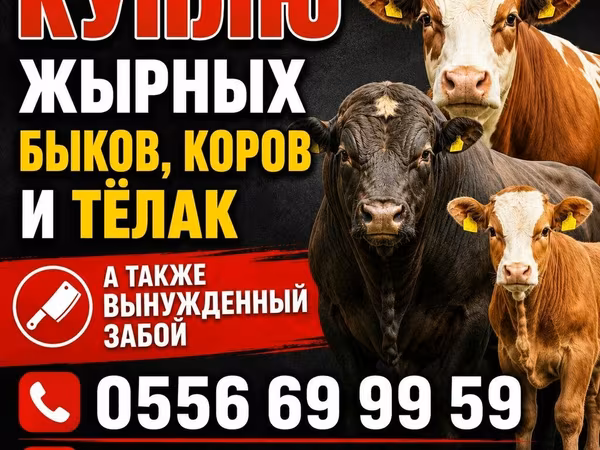 Бұқа, Ірі қара — Қырғызстан