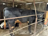 Bull, Holstein breed — photo 4