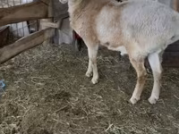 Қошқар, Arashan sheep — 8-сурет