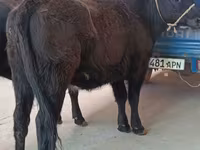 गाय, एबरडीन - एंगस — फ़ोटो 2