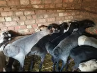كبش, Rhon sheep — الصورة 5