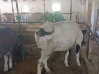 Vaca, Raza Alatau — foto 8
