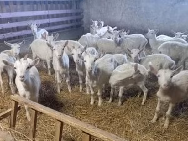 Ziege, Saanen goat