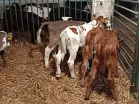Cow, Limousin cow — photo 4