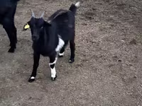 母山羊, Goats — 照片 5