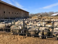 نعجة, Kuibyshev sheep — الصورة 7