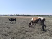 Бұқа, Ірі қара — 3-сурет
