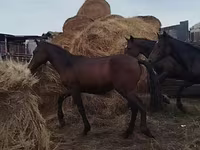 Horse (M), Horse breed — photo 7