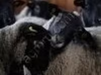 Қошқар, Romanov sheep — 3-сурет
