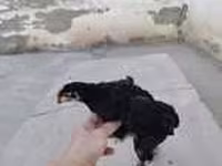 Chickens — photo 7