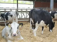 Kuh, Holstein-Rasse — Foto 7