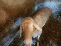 Ram, Arashan sheep — photo 3
