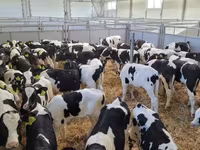 Bull, Cattle — photo 2