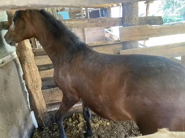 Caballo, Caballos — Kirguistán