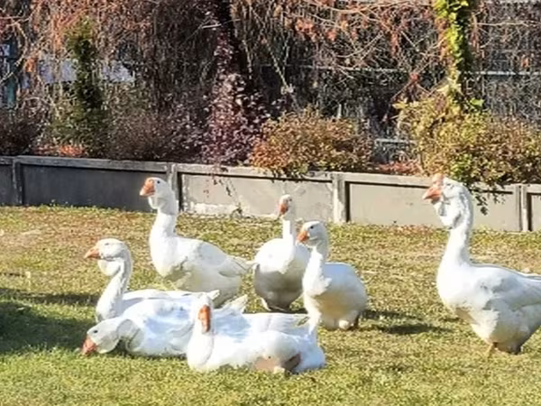 Geese