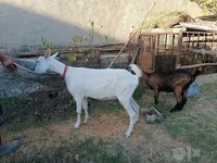 母山羊, Saanen goat — 照片 6