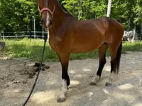 Бие, Dutch warmblood horse — 5-сурет