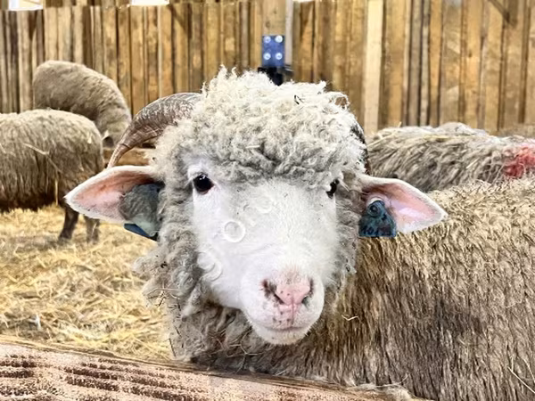 母羊, Kuibyshev sheep