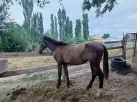 Mare, French Trotter — photo 1