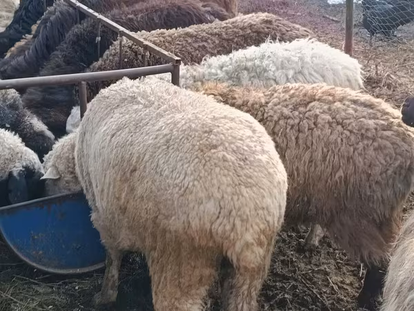 Ram, Hissar sheep