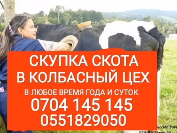 Бұқа, Ірі қара — Қырғызстан