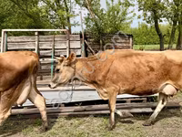 गाय, जर्सी नस्ल — फ़ोटो 3