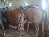 Vaca, Raza Alatau — foto 1