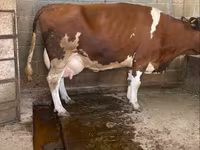 Cow, Cattle — photo 2