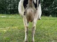 Cow, Holstein breed — photo 2