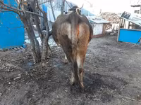 بقرة, Swiss cattle — الصورة 5