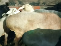 Қошқар, Hissar sheep — 6-сурет