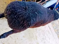 كبش, الأغنام — الصورة 2