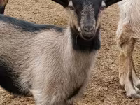 Billy Goat, Goats — photo 5
