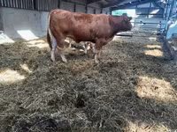 Cow, Limousin cow — photo 3
