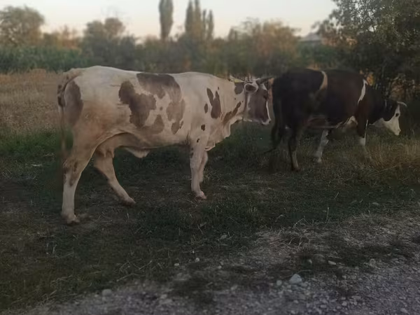Сиыр, Ірі қара — Қырғызстан