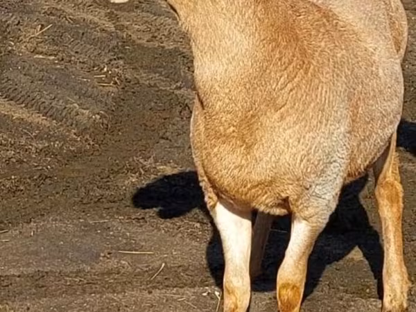 Қошқар, Arashan sheep — Қырғызстан