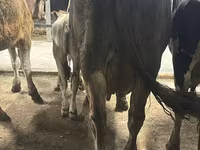 Сиыр, Ukrainian Brown Dairy Cattle — 4-сурет
