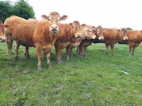 Cow, Limousin cow — photo 1