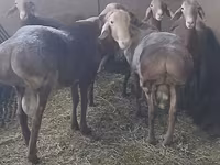 Carnero, Arashan sheep — foto 8
