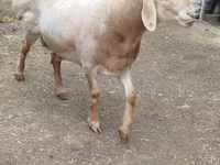 Ram, Arashan sheep — photo 2