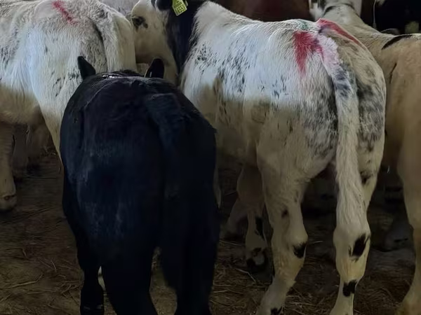 公牛, Cattle