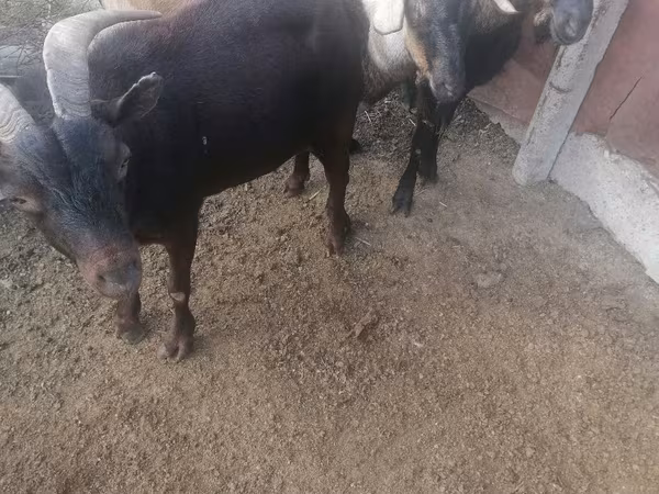 मेढ़ा, भेड़