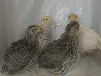 Quails — 1-сурет