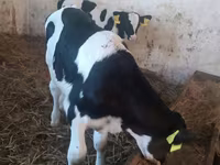 Toro, Ganado vacuno — foto 1