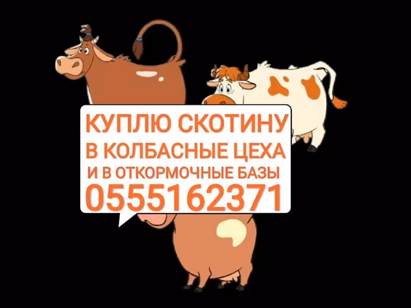 Бұқа, Ірі қара
